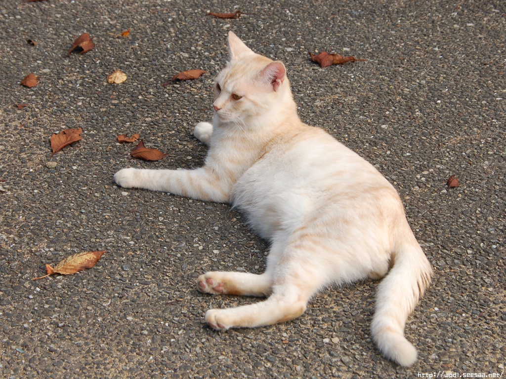 ねこ 壁紙島